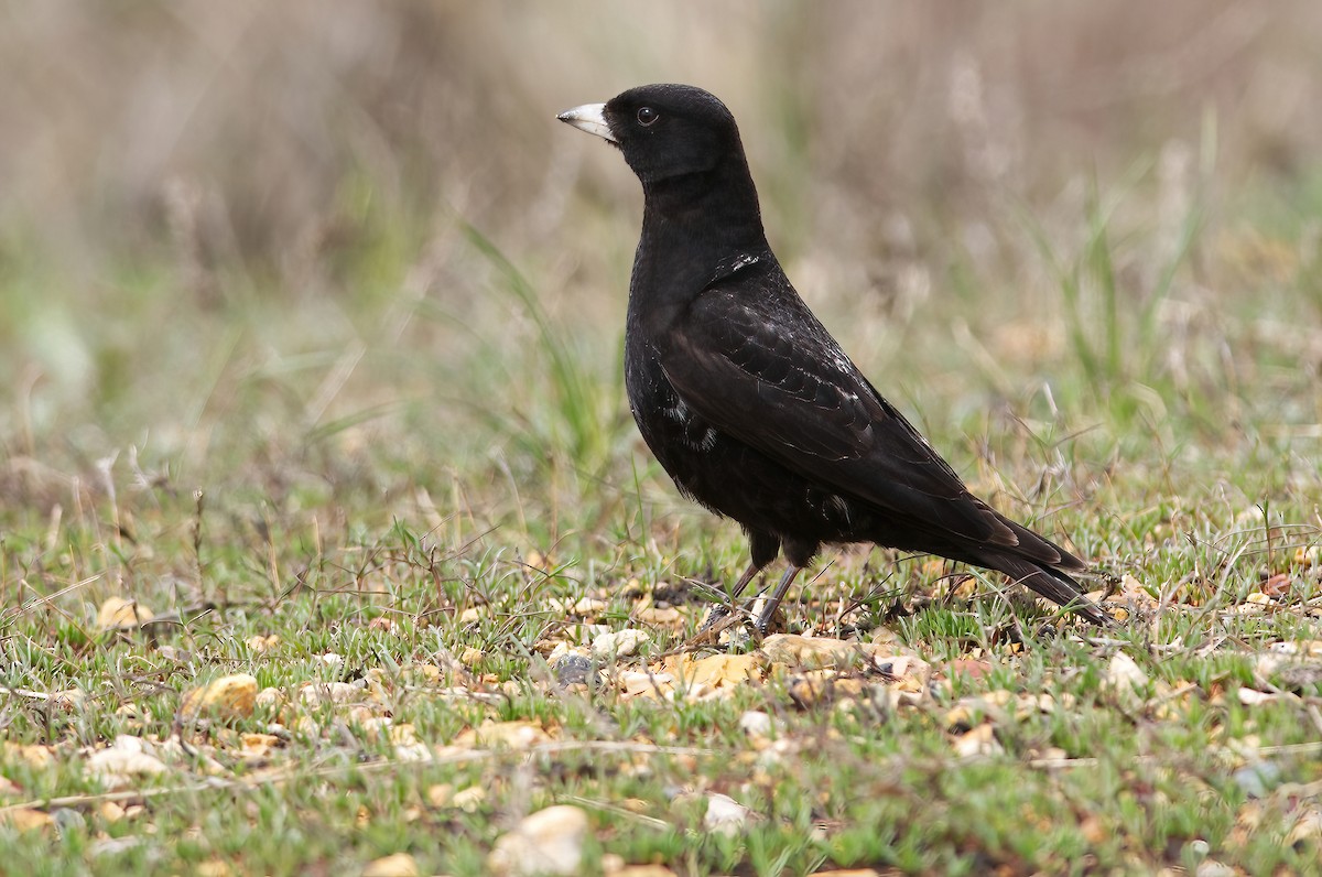 Calandria Negra - ML438128371