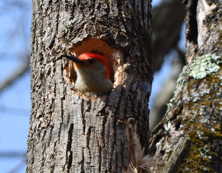 Red-bellied Woodpecker - Rick Nelson