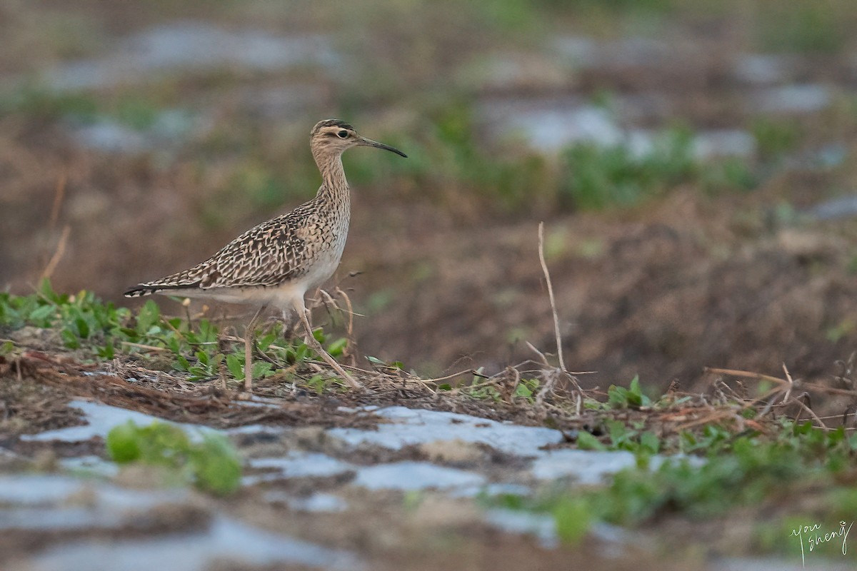 Little Curlew - ML438130931
