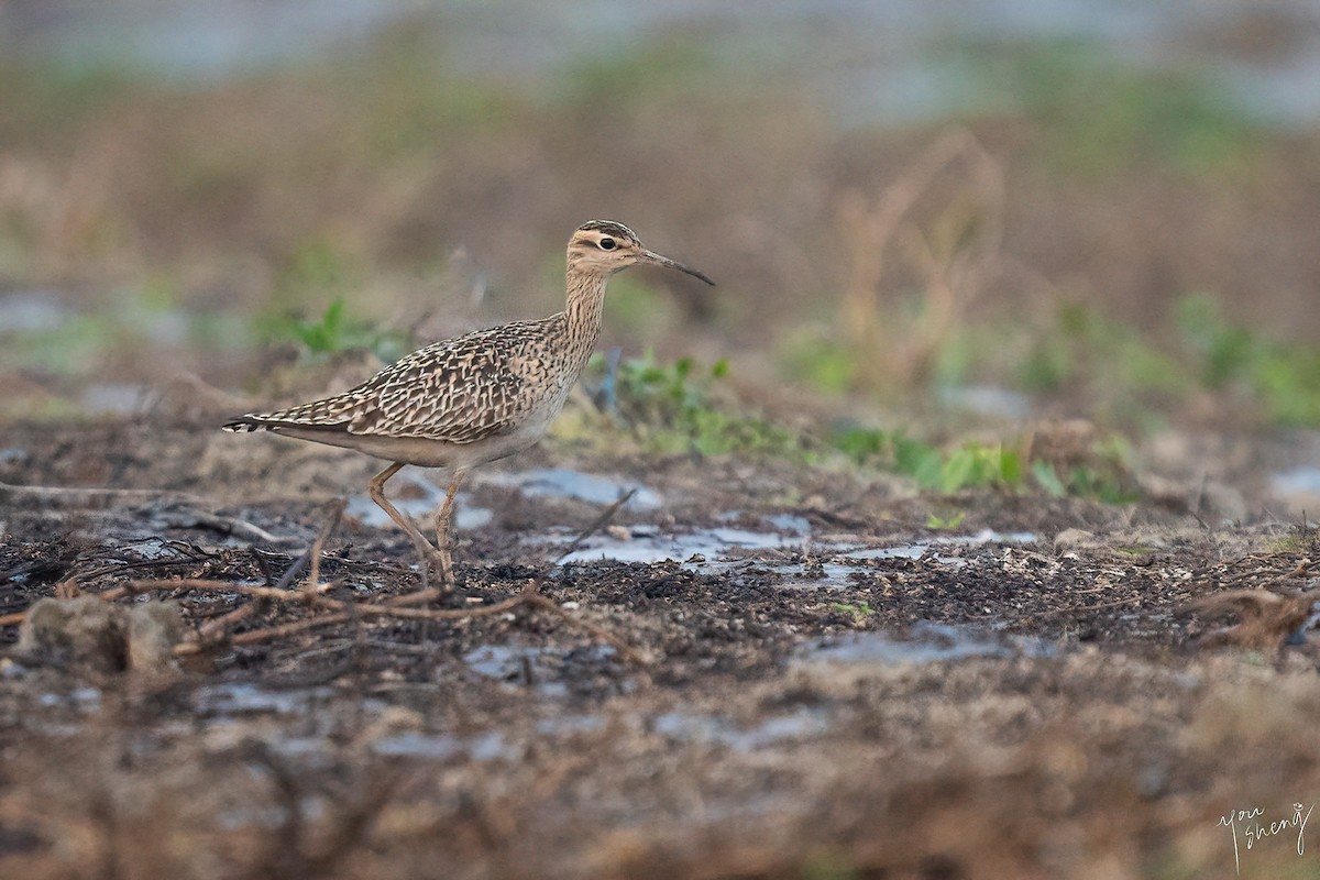 Little Curlew - ML438130941