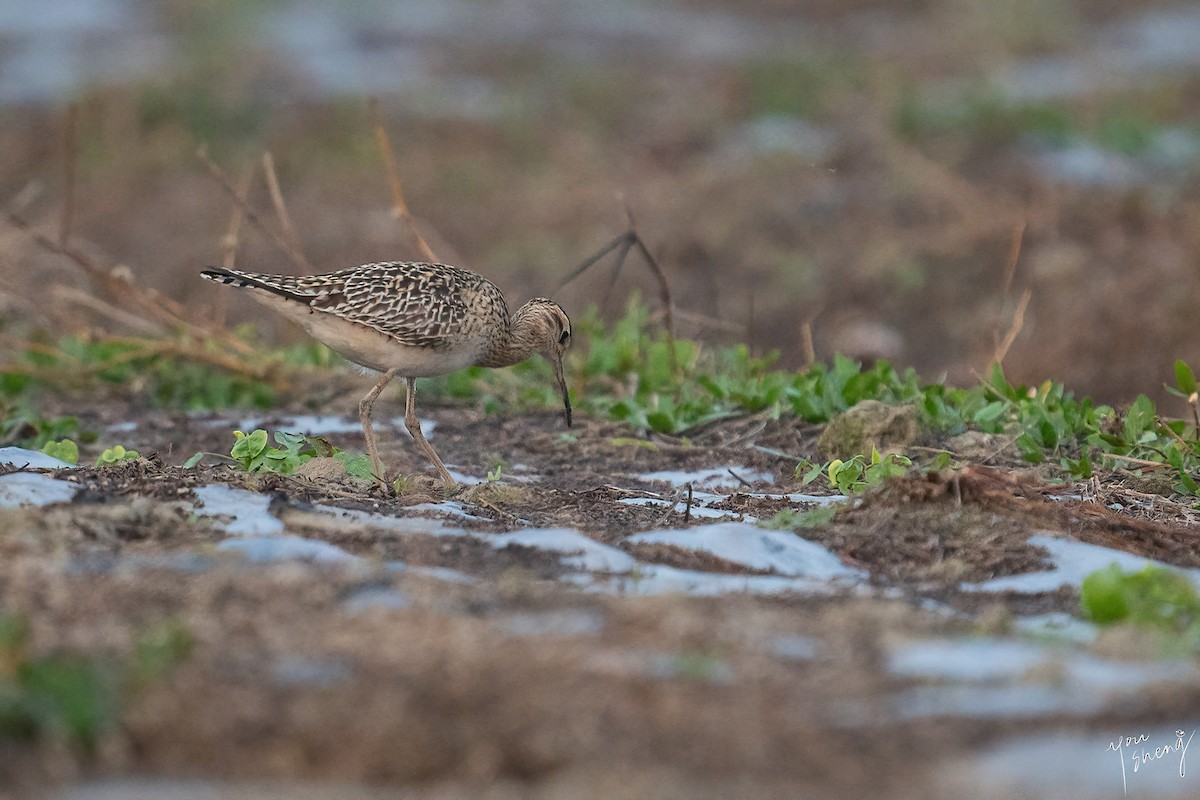 Little Curlew - ML438130951
