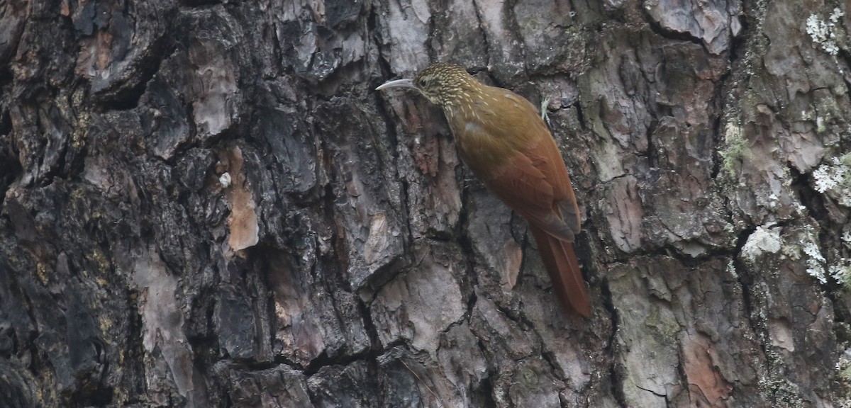 prikkronetreløper - ML438132631