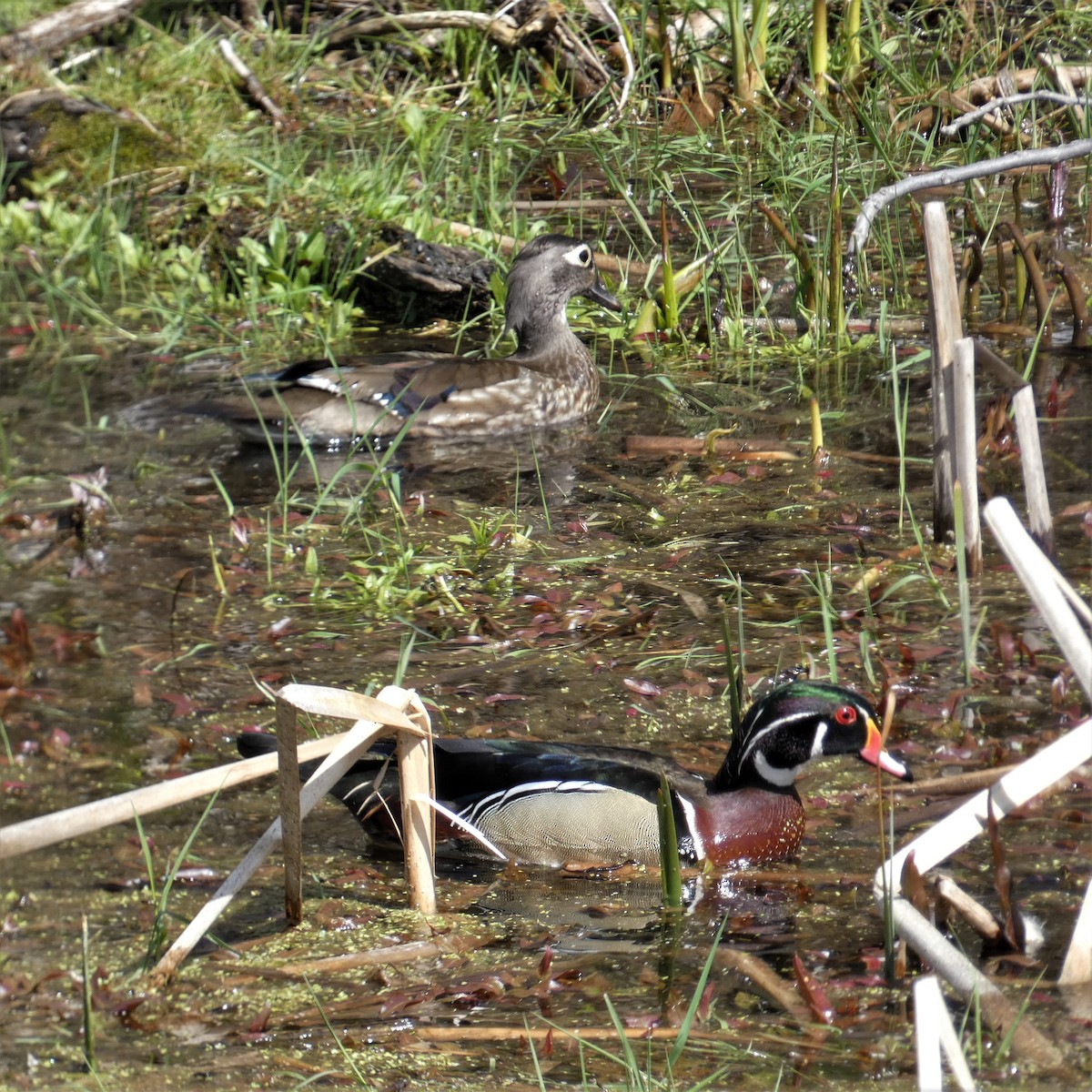 Wood Duck - ML438132761