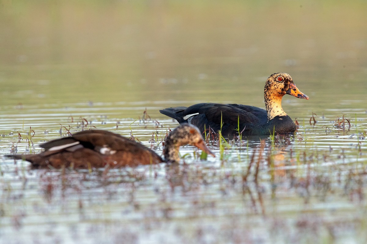 White-winged Duck - 独行虾 Bird.soong