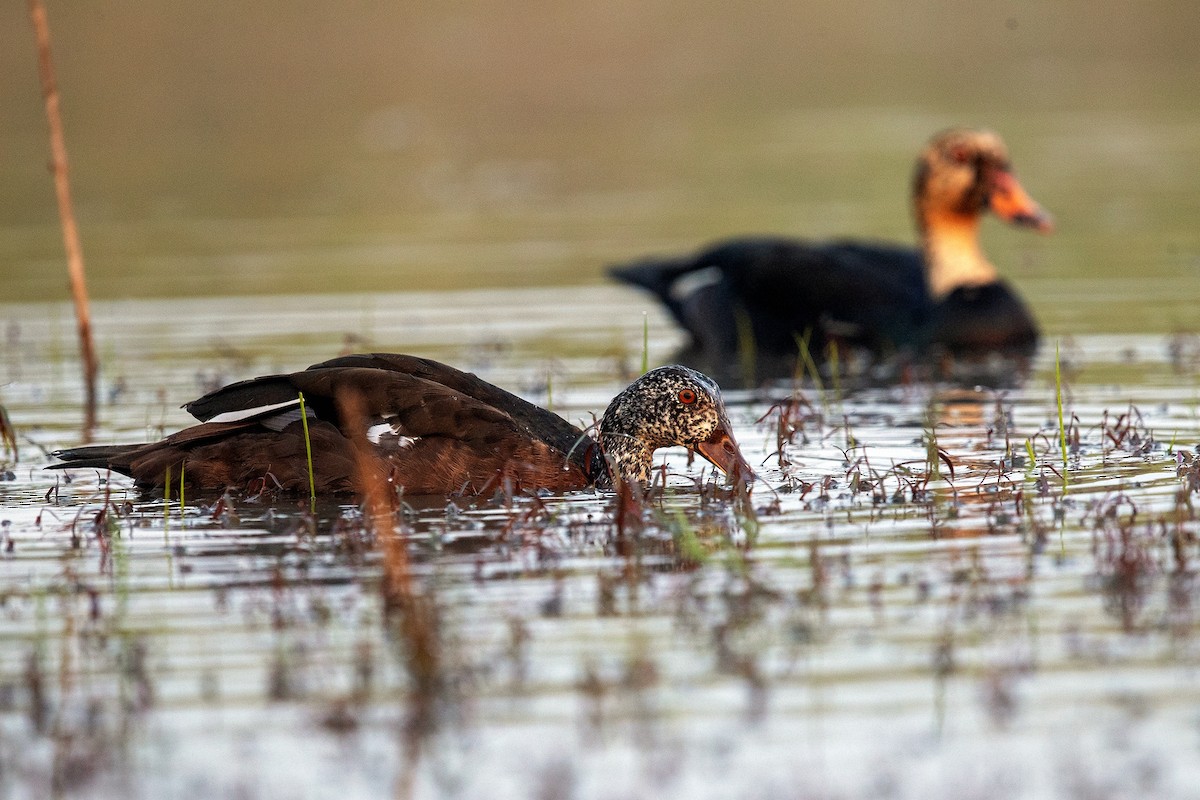 White-winged Duck - ML438132951