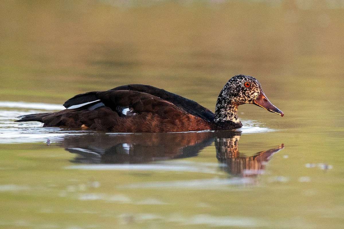 White-winged Duck - ML438132961