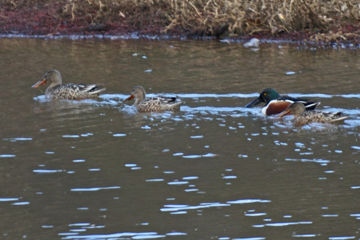 Northern Shoveler - ML43813371