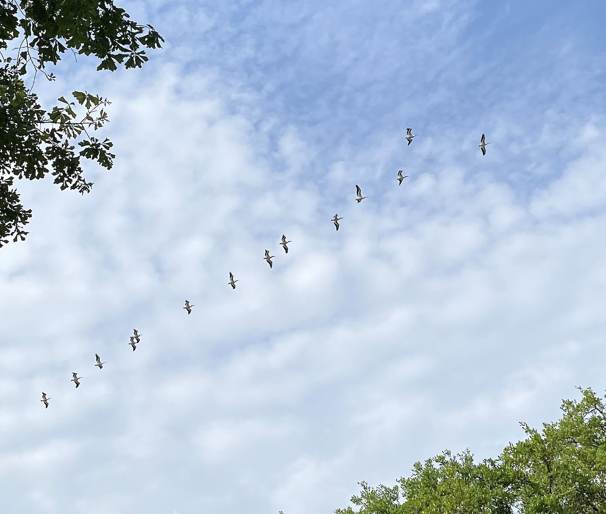 American White Pelican - ML438136171