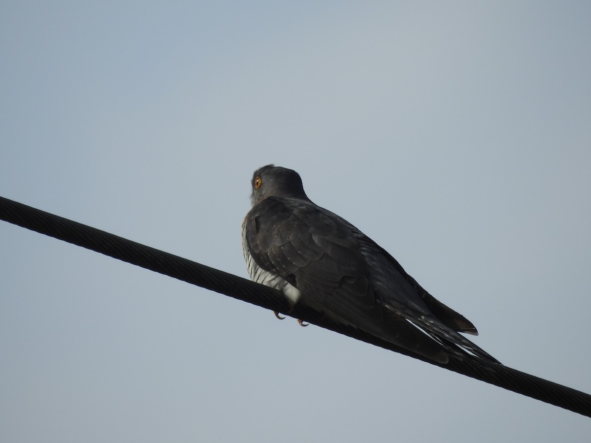 Common Cuckoo - ML438136481