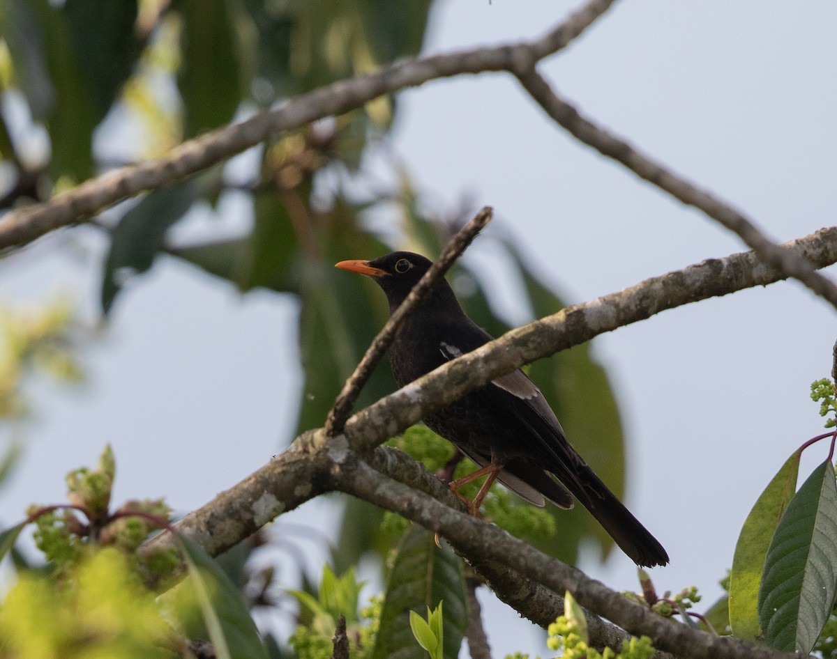 Gray-winged Blackbird - ML438136631