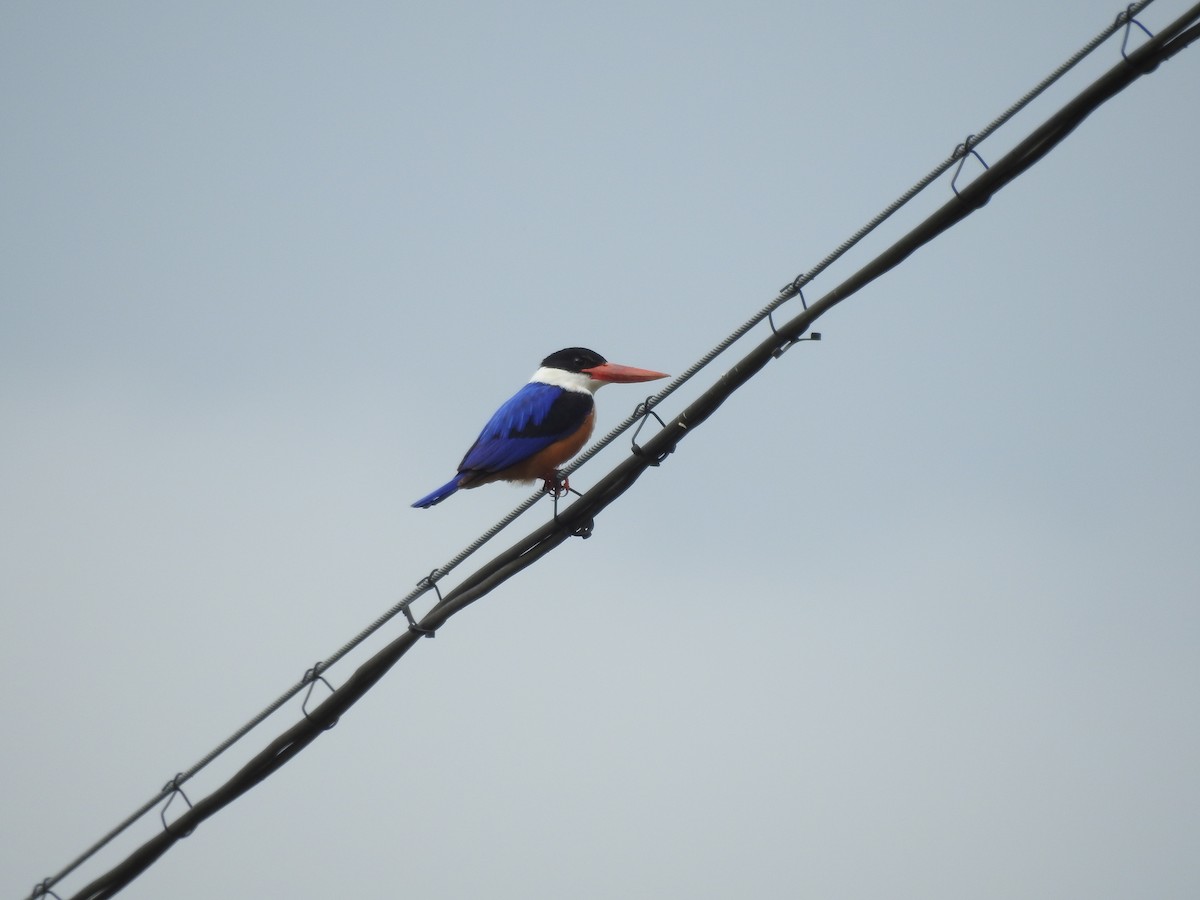 Black-capped Kingfisher - Wenyi Zhou