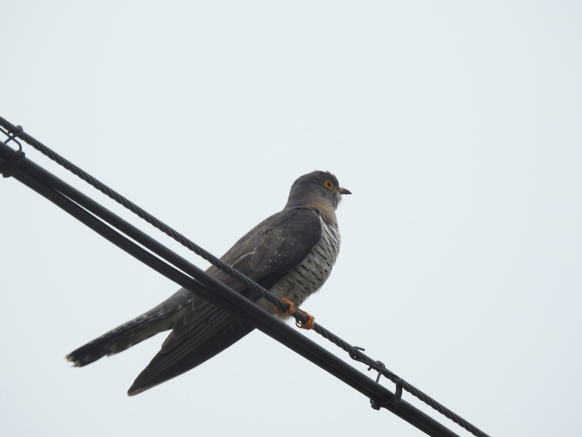 Common Cuckoo - ML438137381