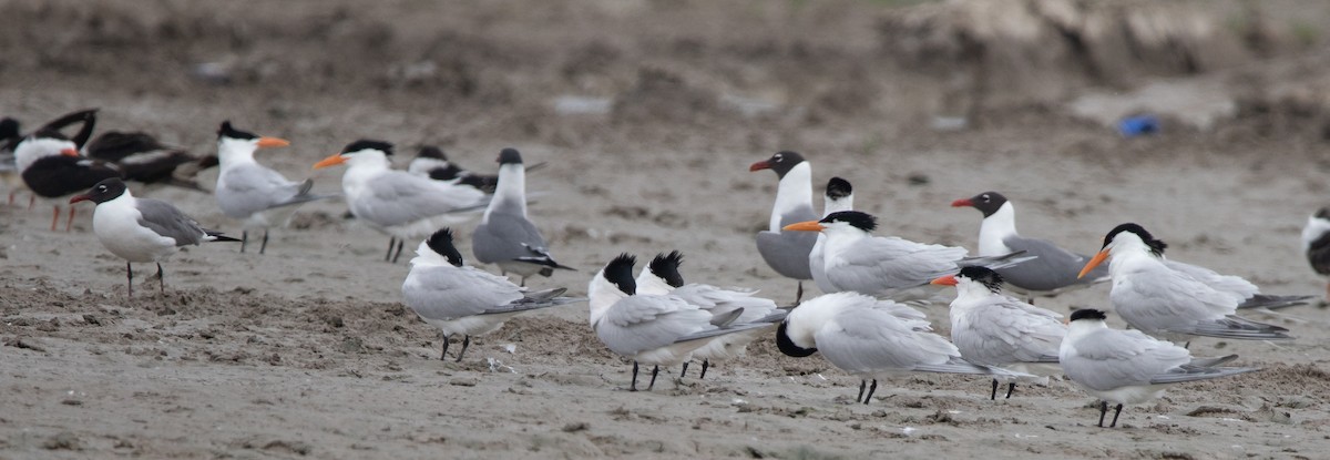 Royal Tern - ML438140081