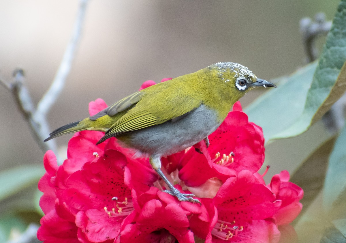 Indian White-eye - Karan Matalia