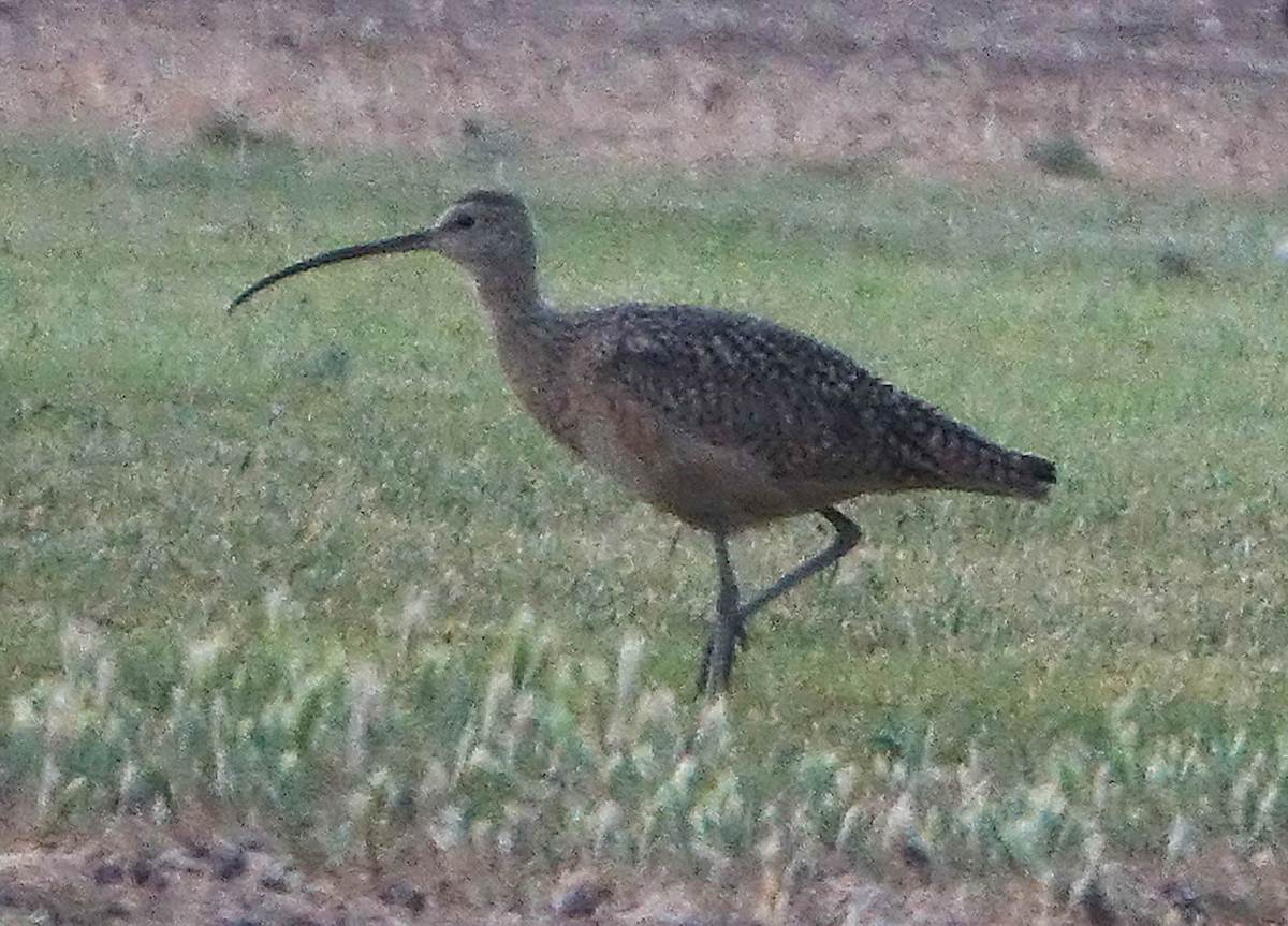Long-billed Curlew - ML438143201