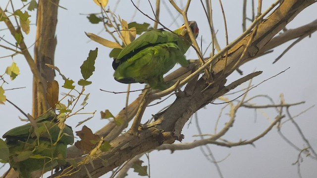 Red-lored Amazon - ML438146801