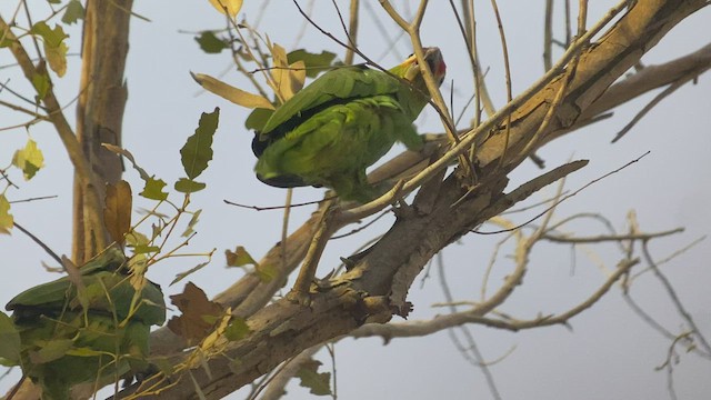 Red-lored Parrot - ML438146801