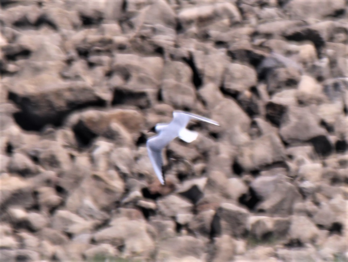 Bonaparte's Gull - ML438146831