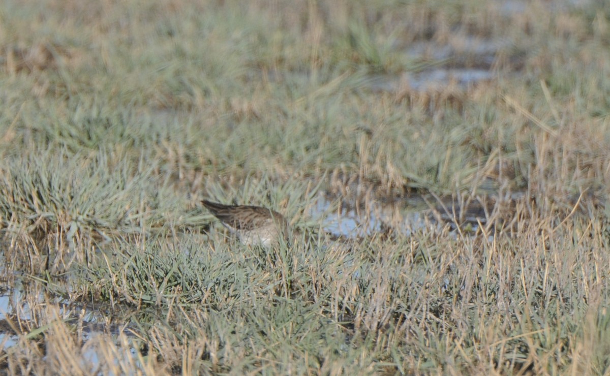 Long-billed Dowitcher - ML438147291