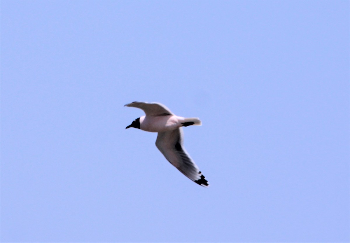 Franklin's Gull - ML438147791