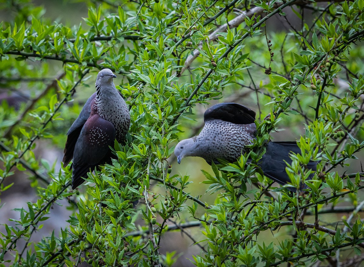 Speckled Wood-Pigeon - Gobind Sagar Bhardwaj