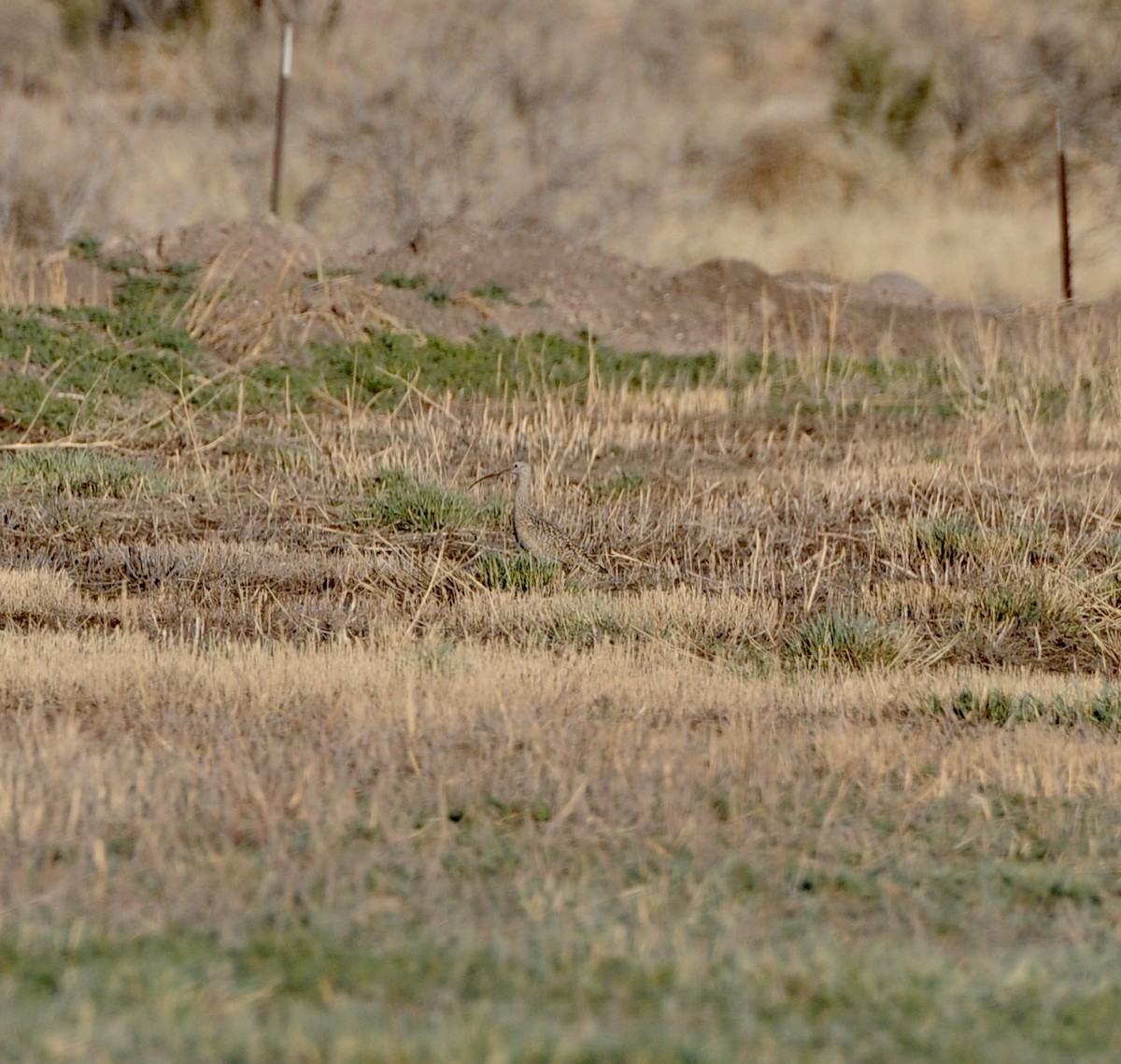 Long-billed Curlew - ML438148201