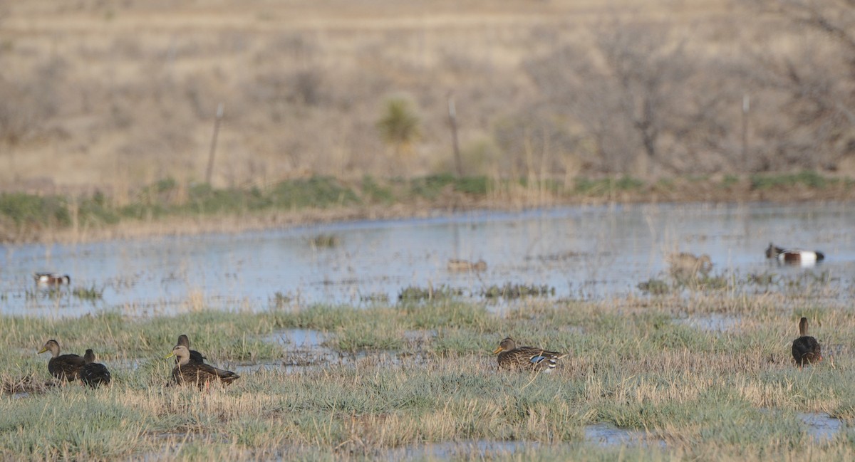 Mexican Duck - ML438148961