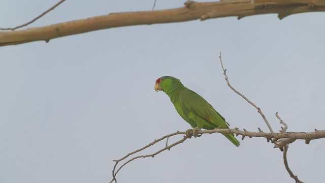 メキシコアカボウシインコ - ML438149261