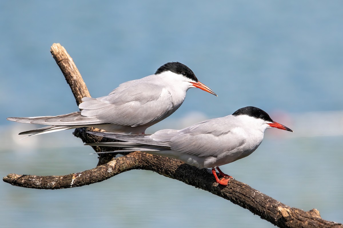 Common Tern - ML438150131