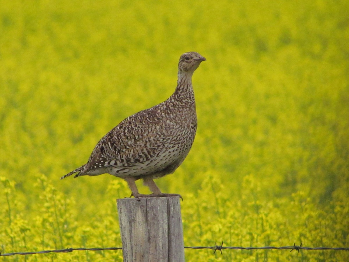 Sharp-tailed Grouse - ann carter