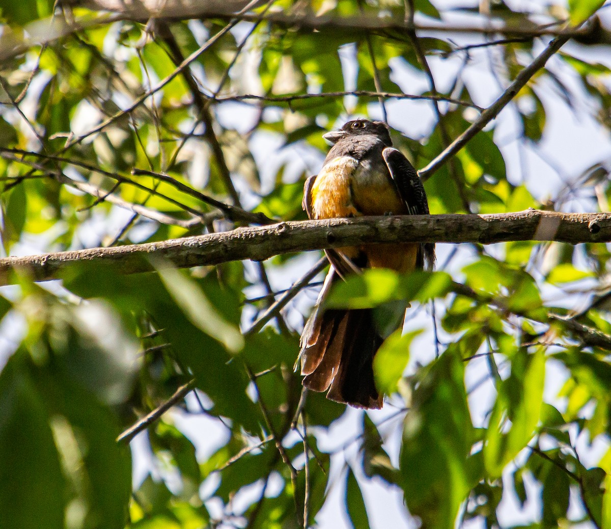 Trogon surucua - ML438150821