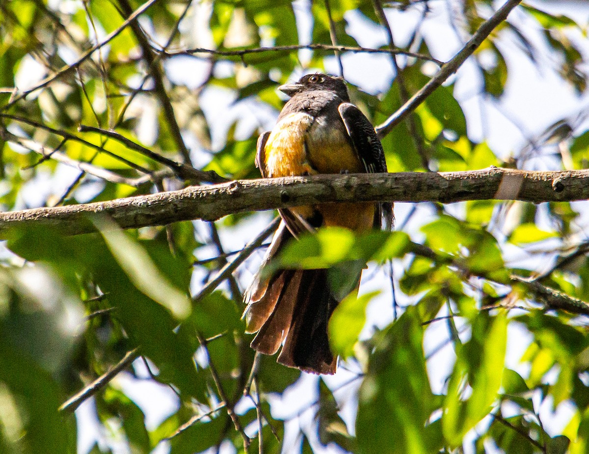 trogon surucua - ML438150851