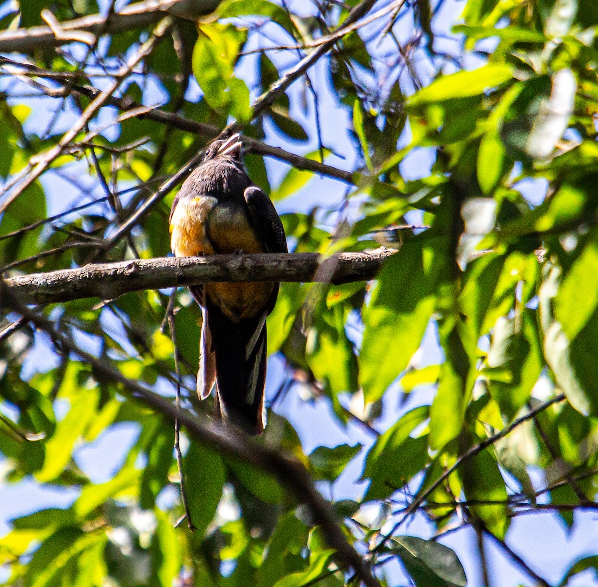 Trogon surucua - ML438150881