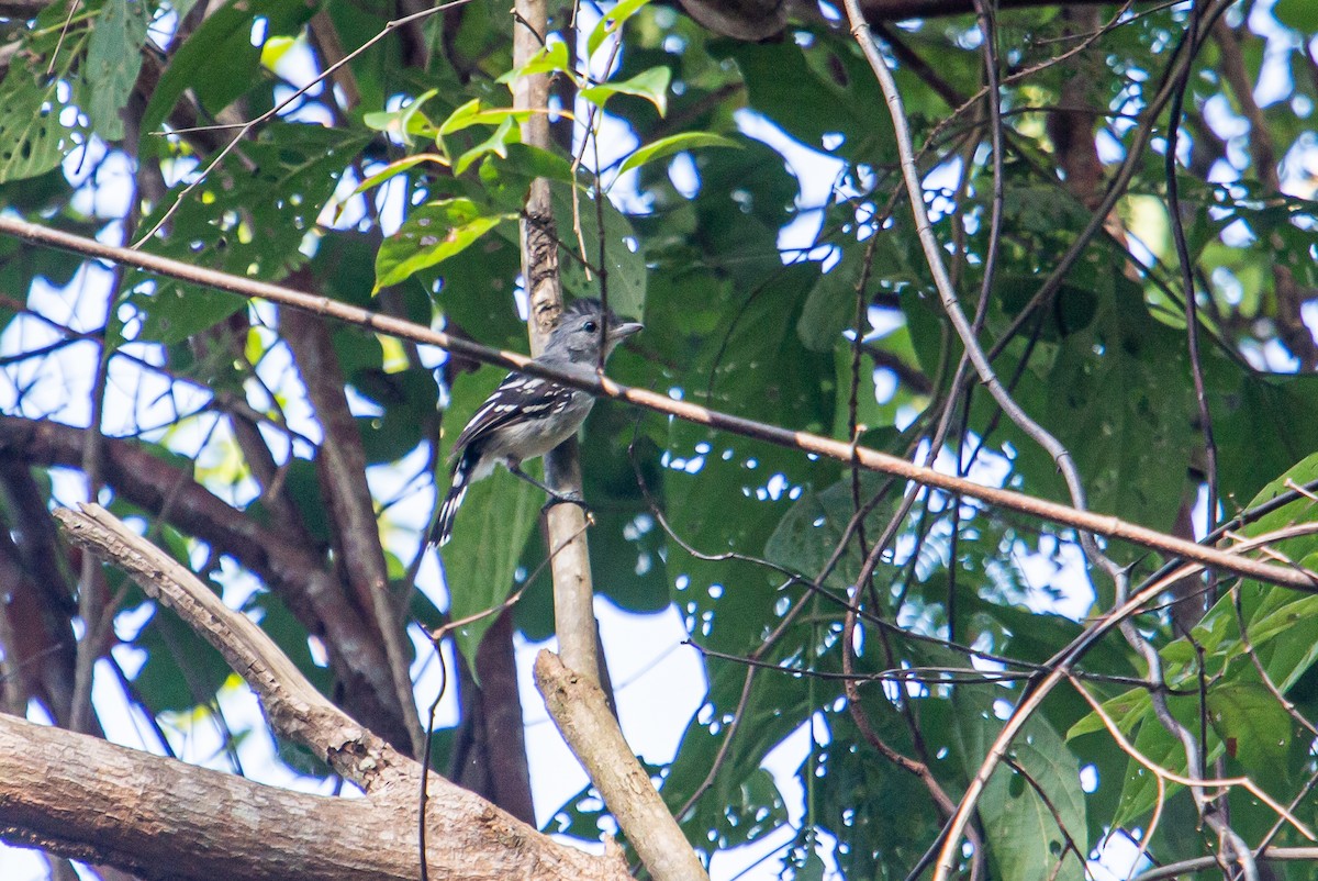 Planalto Slaty-Antshrike - ML438151011