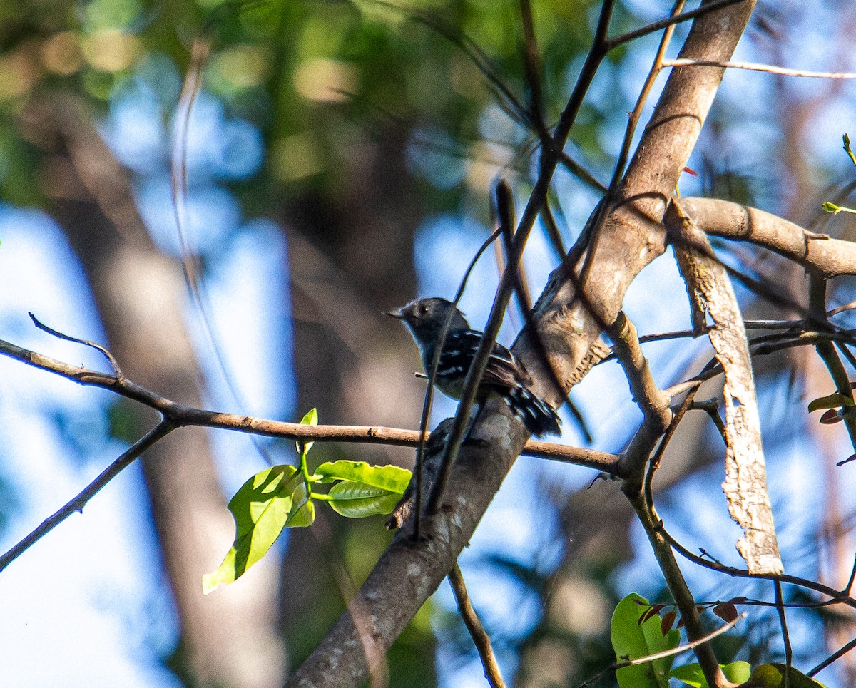 Planalto Slaty-Antshrike - ML438151101