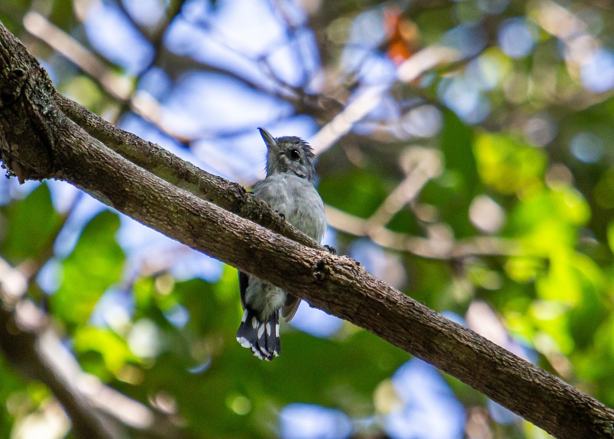 Planalto Slaty-Antshrike - ML438151131