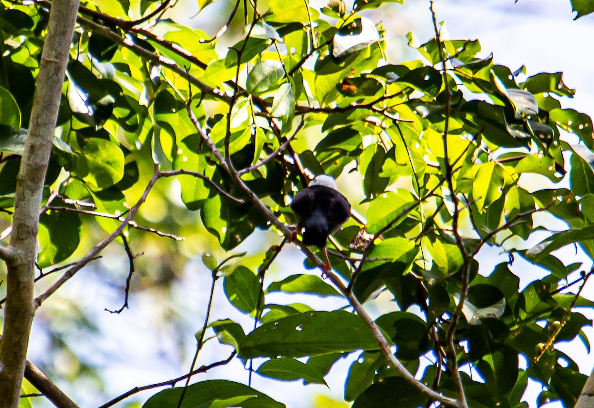 White-bearded Manakin - ML438151621