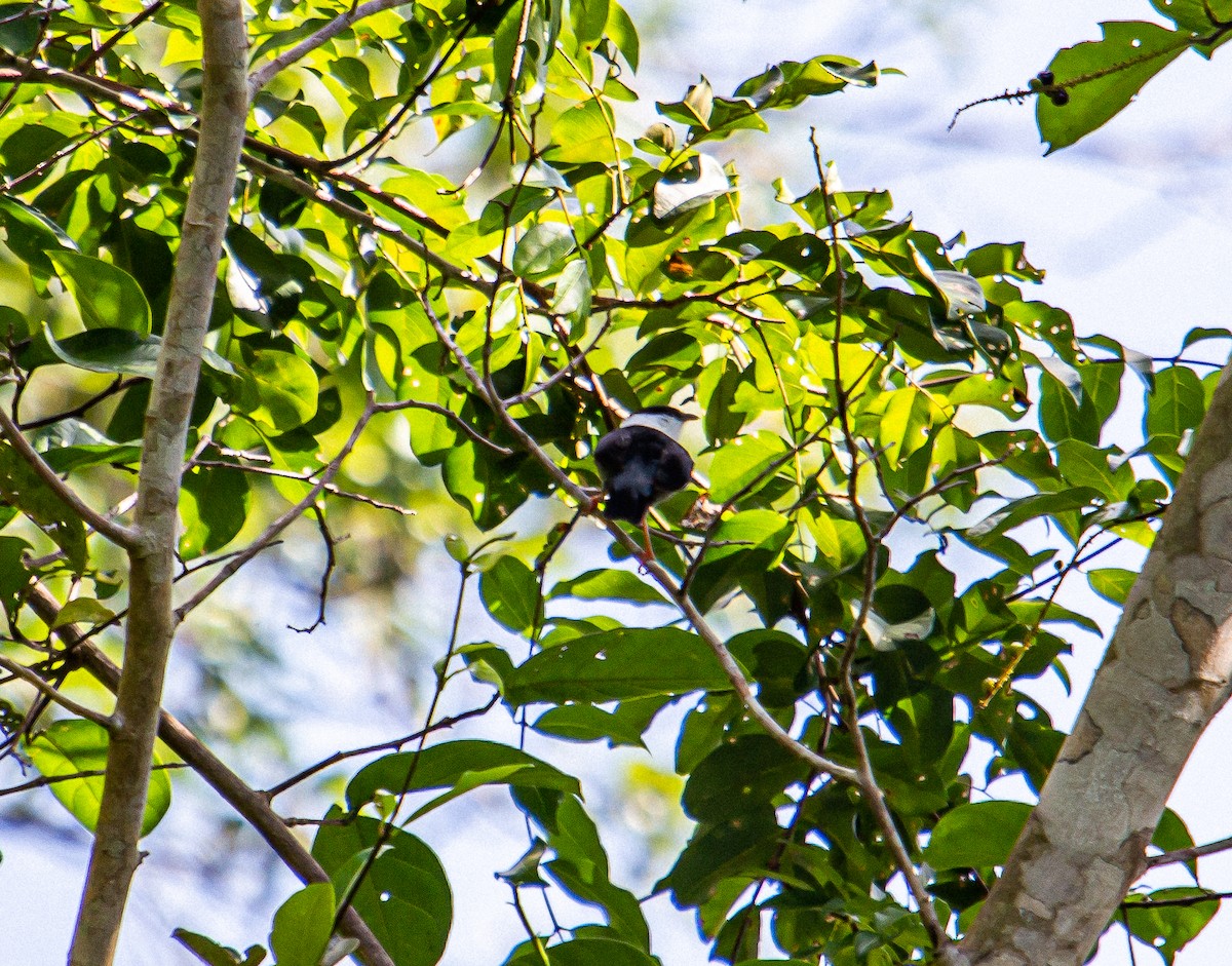 White-bearded Manakin - ML438151651