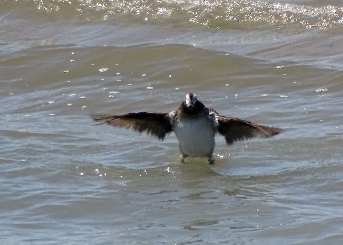 Long-tailed Duck - ML438151661