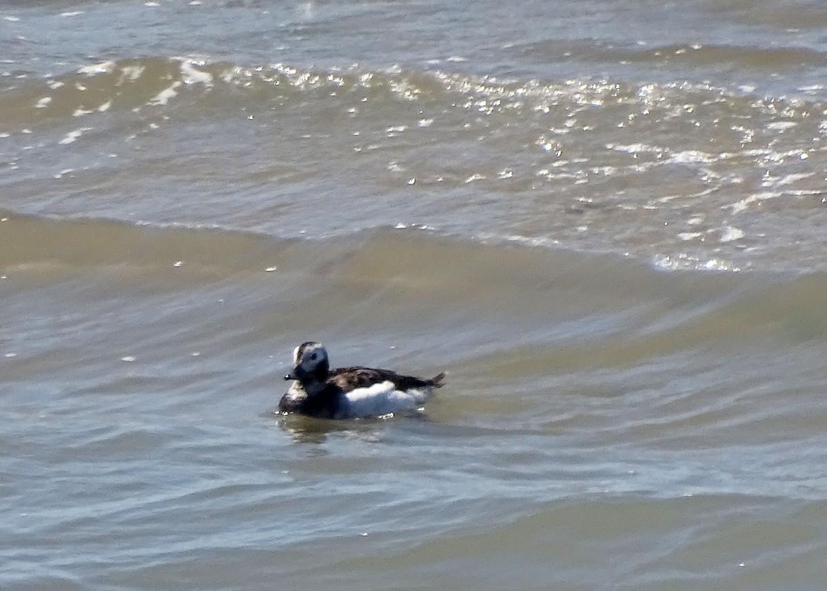 Long-tailed Duck - ML438151681