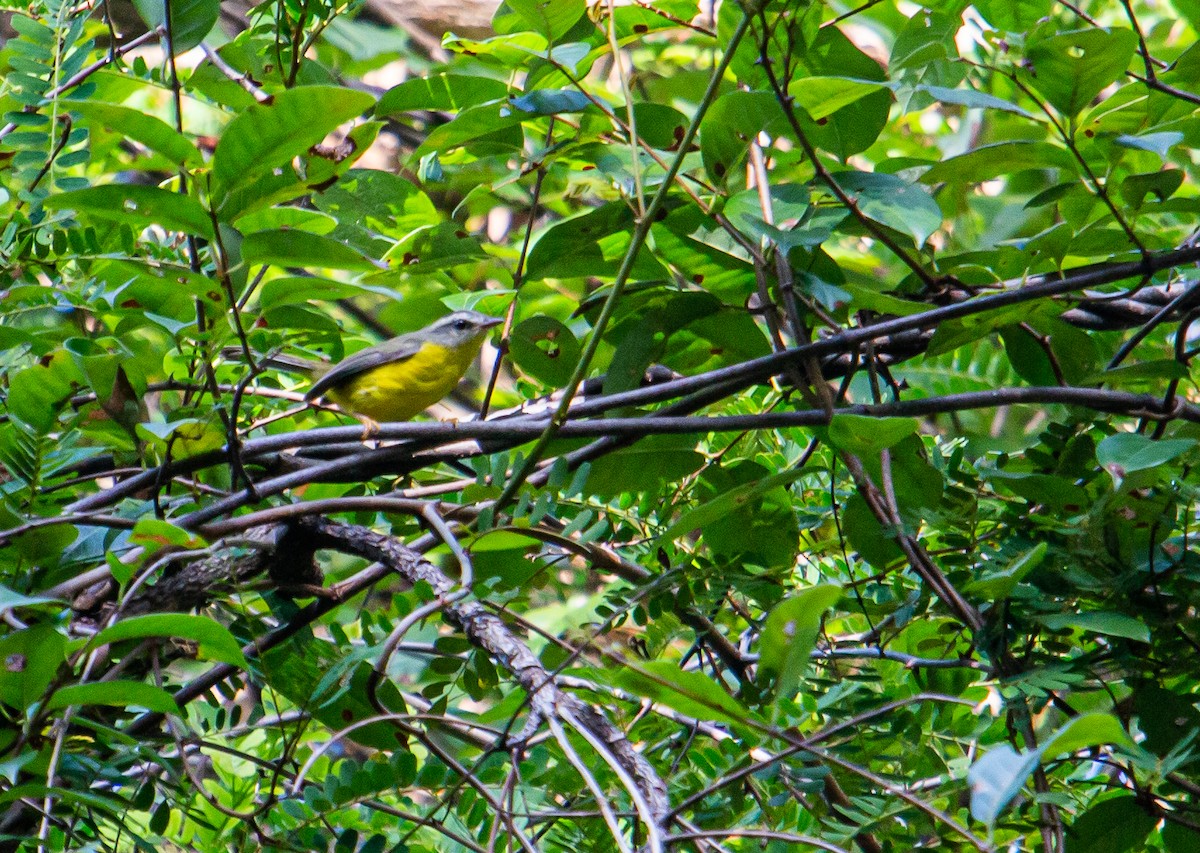 Golden-crowned Warbler - ML438151781