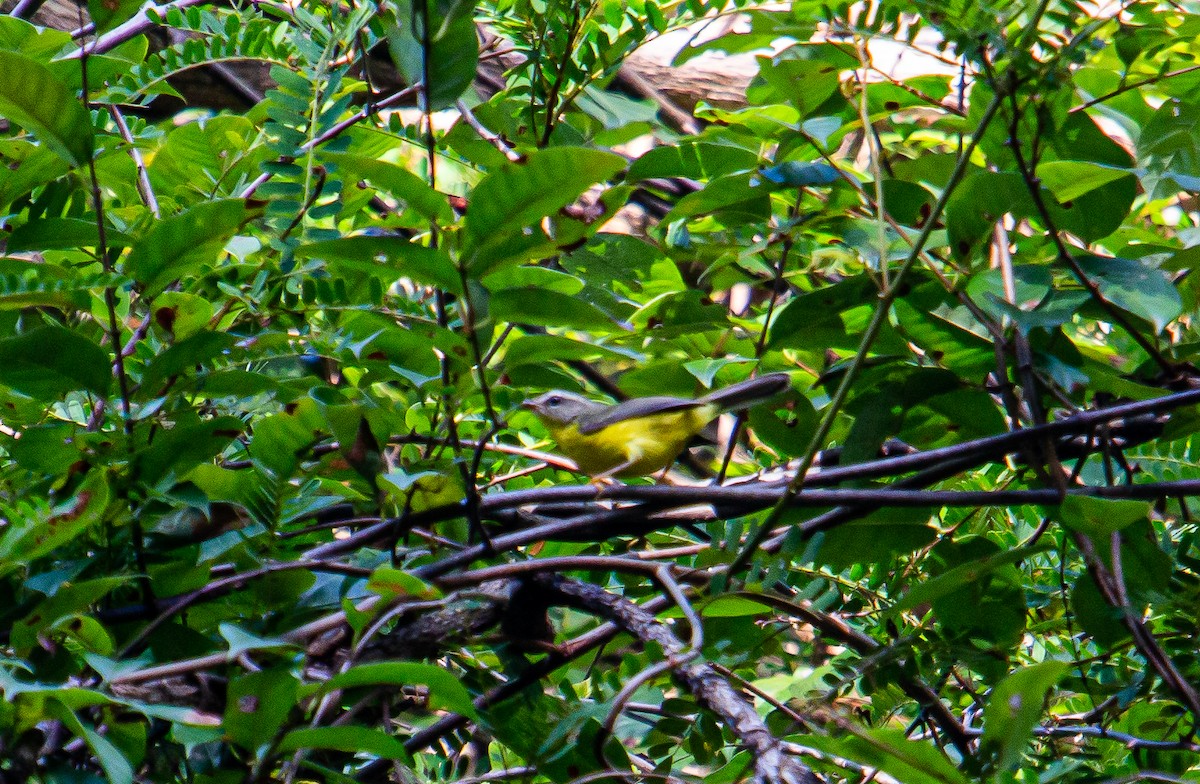 Golden-crowned Warbler - ML438151791