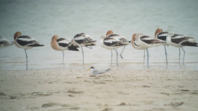 American Avocet - ML438152201