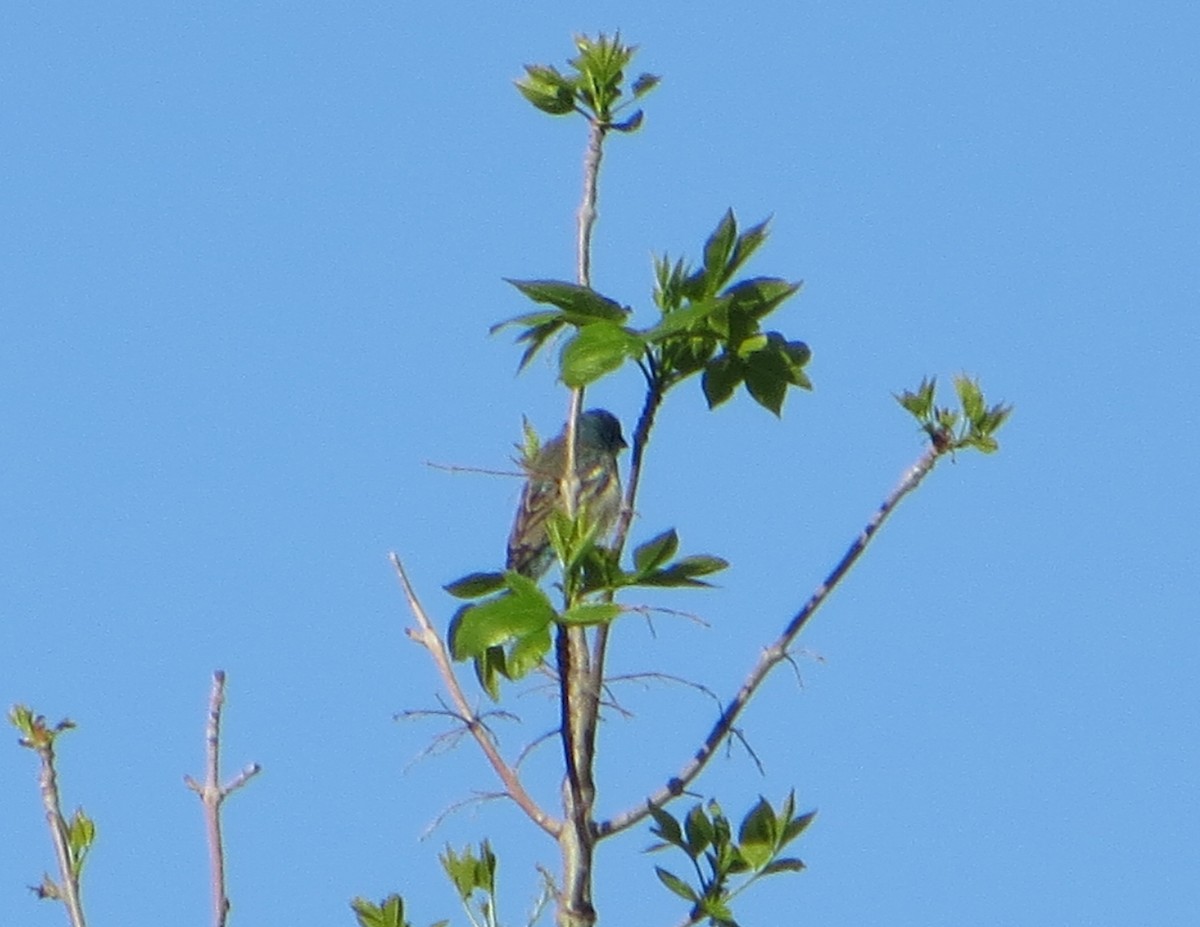 Lazuli Bunting - ML438154571