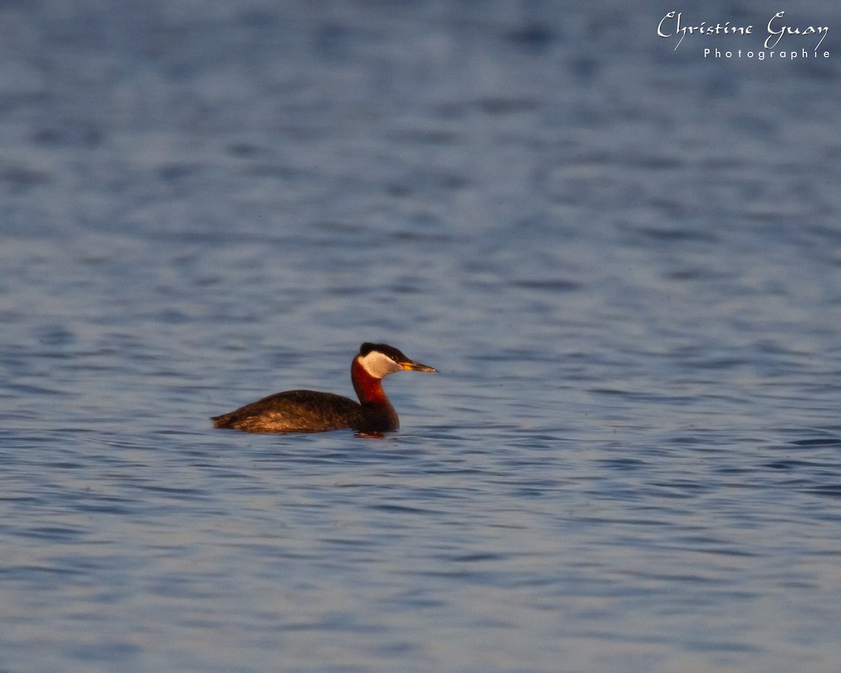 Red-necked Grebe - ML438155391