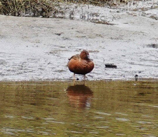 Cinnamon Teal - ML438155581