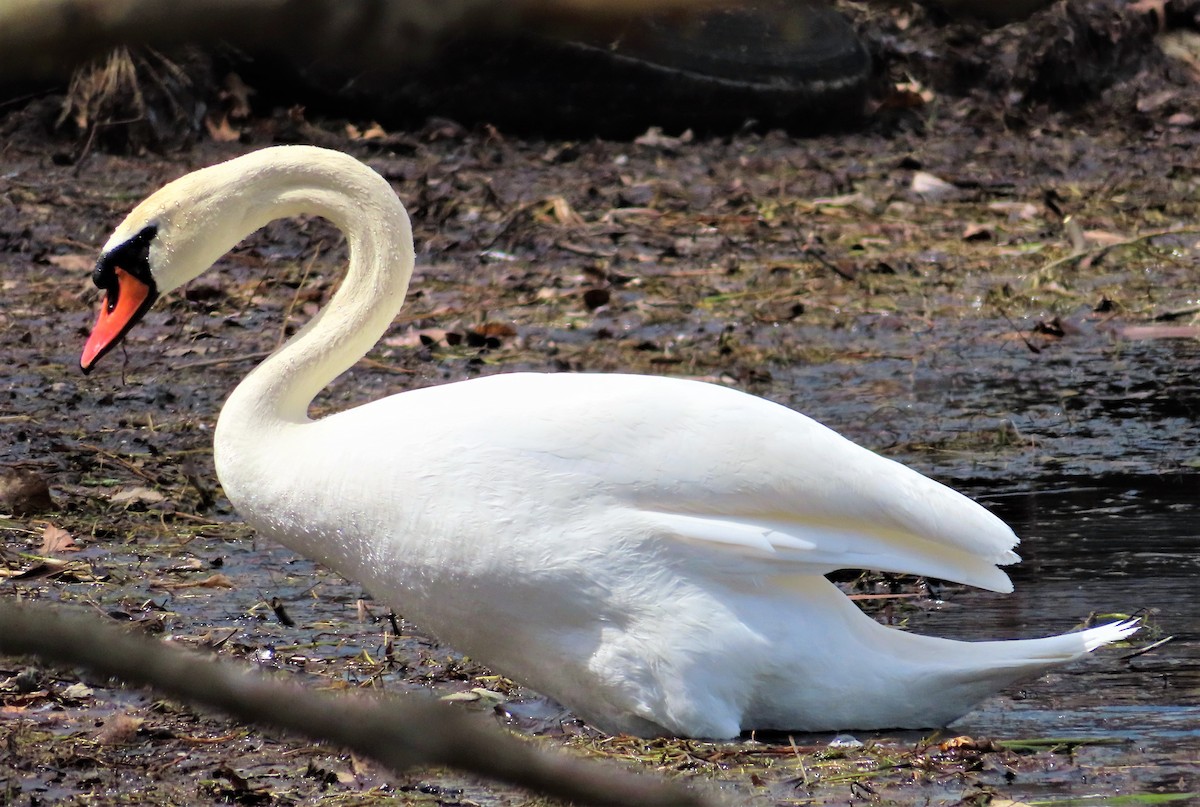 Mute Swan - ML438156091