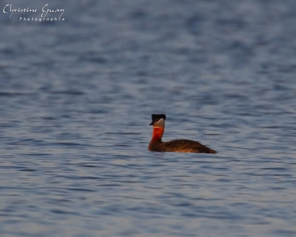 Red-necked Grebe - ML438156331