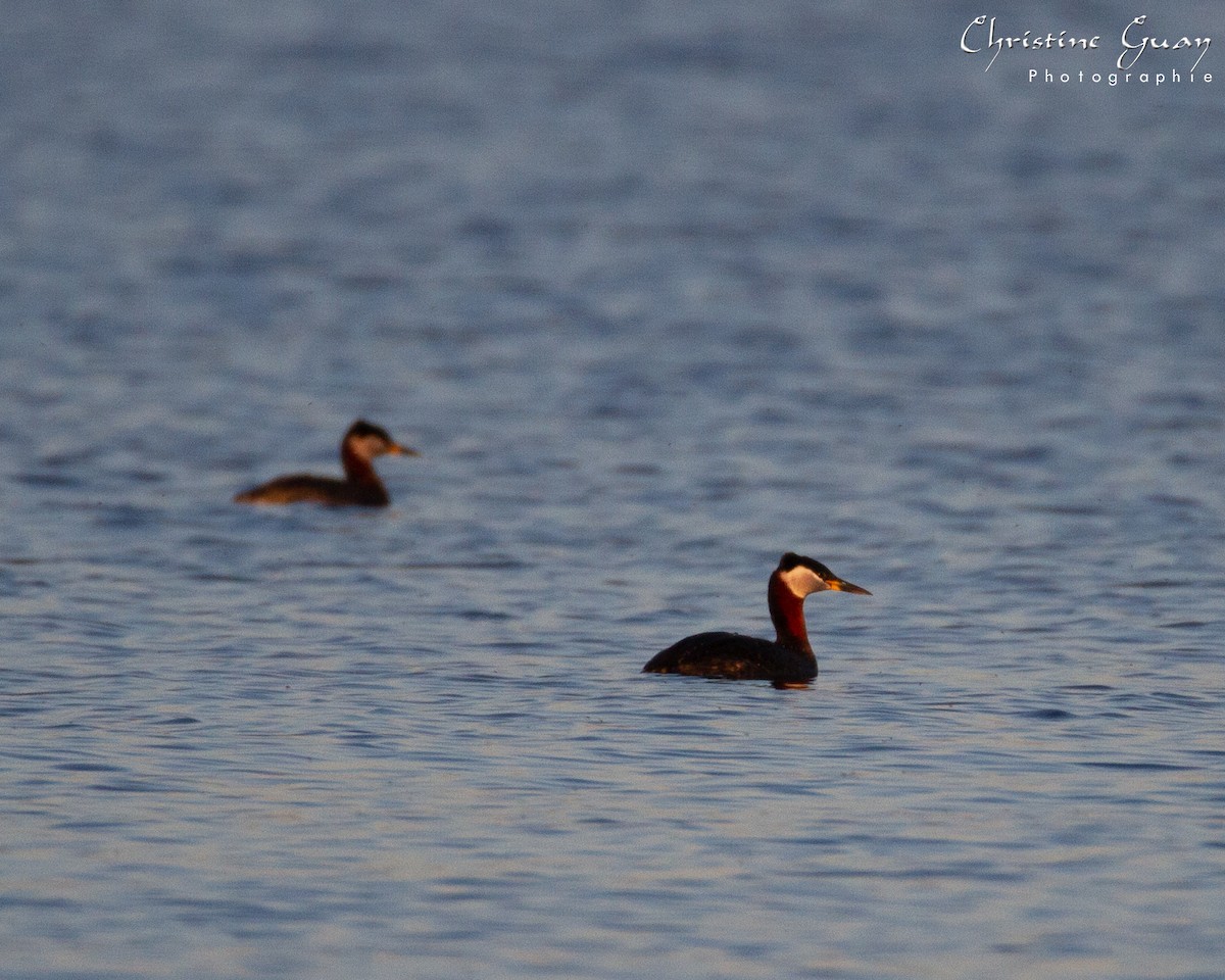 Red-necked Grebe - ML438156341