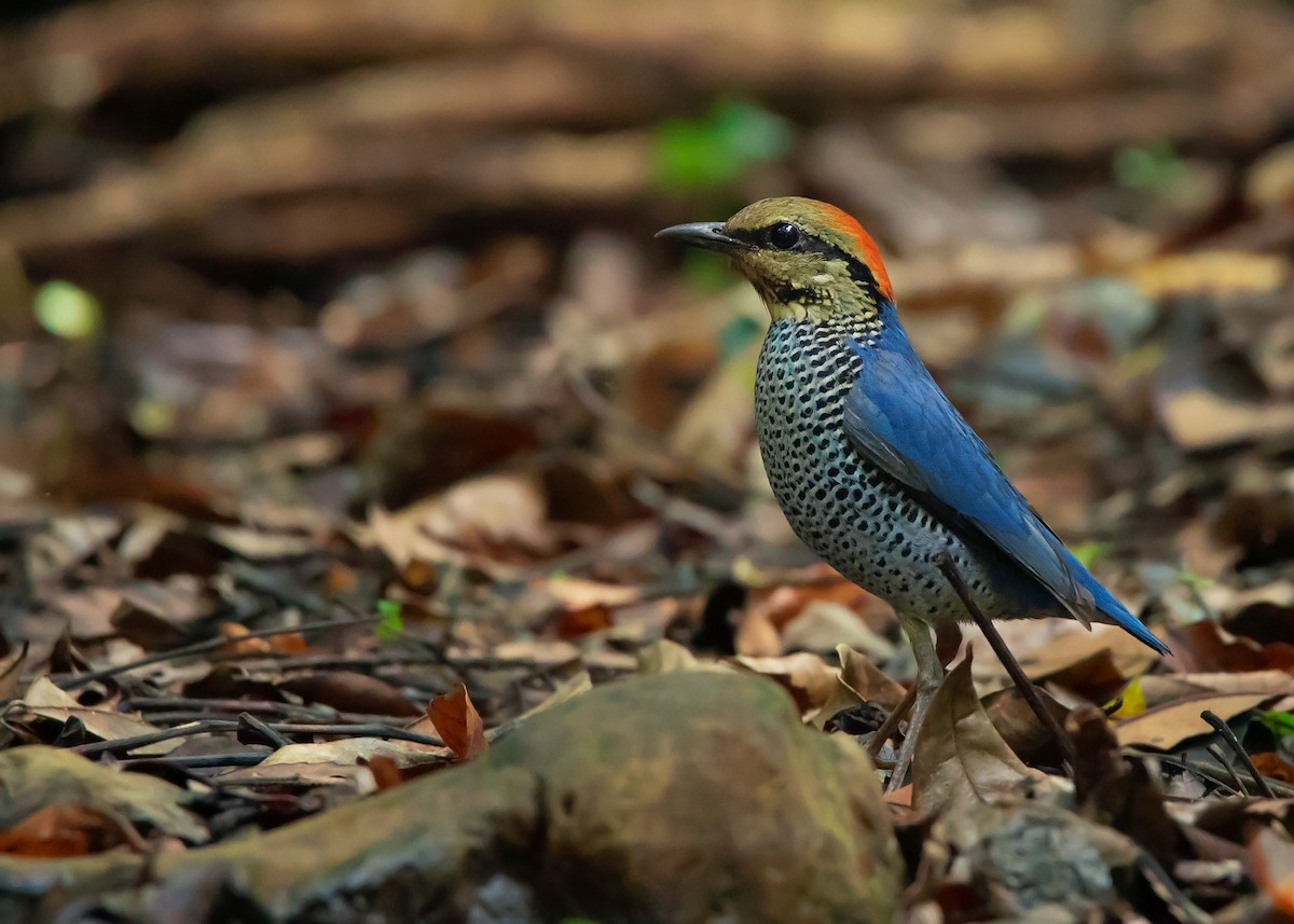 Blue Pitta - Ayuwat Jearwattanakanok